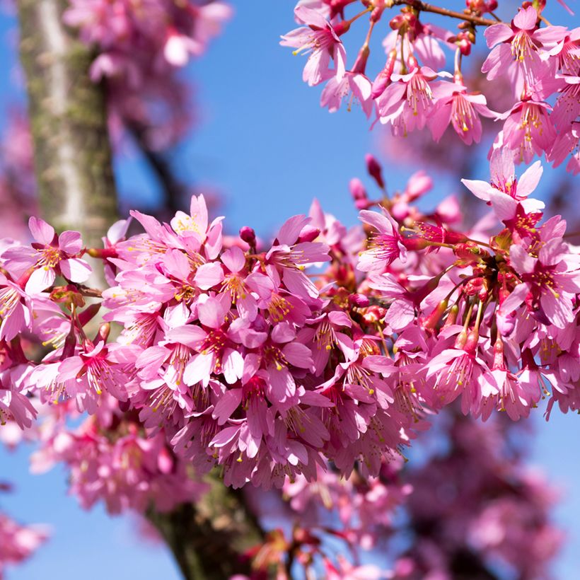 Zierkirsche Okame - Prunus (Blüte)