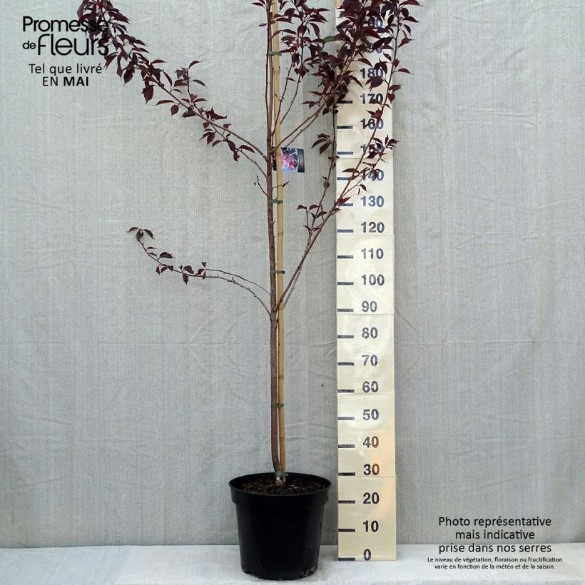 Exemplar von Zierkirsche Royal Burgundy - Prunus serrulata Topf mit 12L/15LGelieferte Höhe ca. 180/200cm wie im Frühjahr geliefert