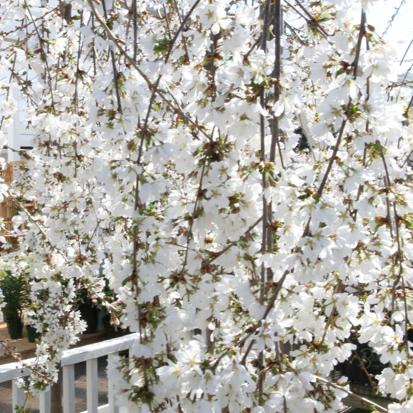 Zierkirsche Snow Fountains - Prunus (Blüte)