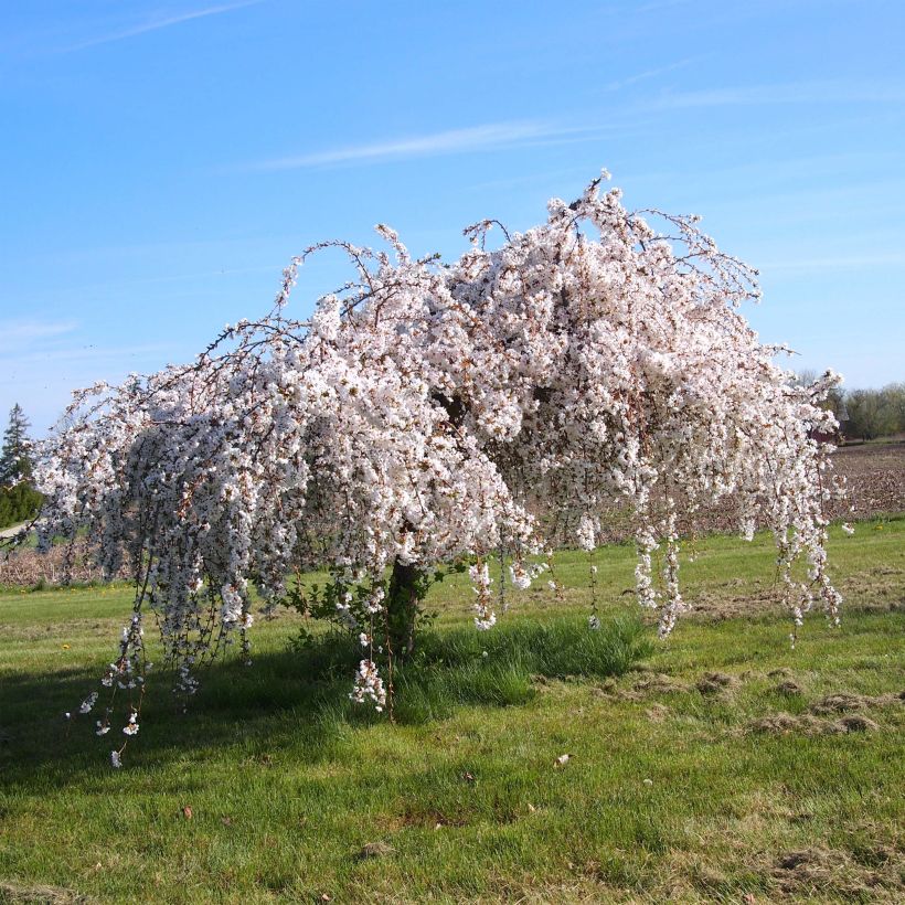 Zierkirsche Snow Fountains - Prunus (Hafen)