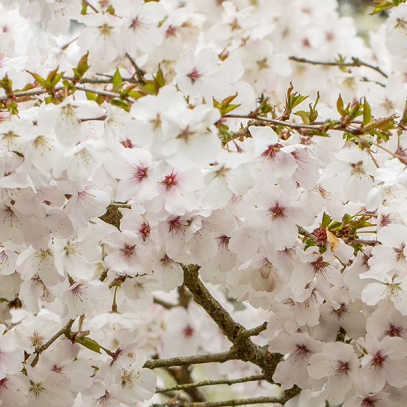 Zierkirsche The Bride - Prunus (Blüte)