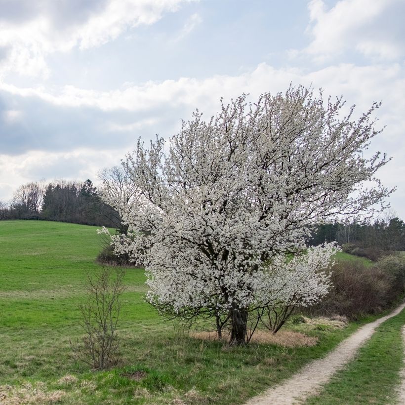 Zierkirsche The Bride - Prunus (Hafen)