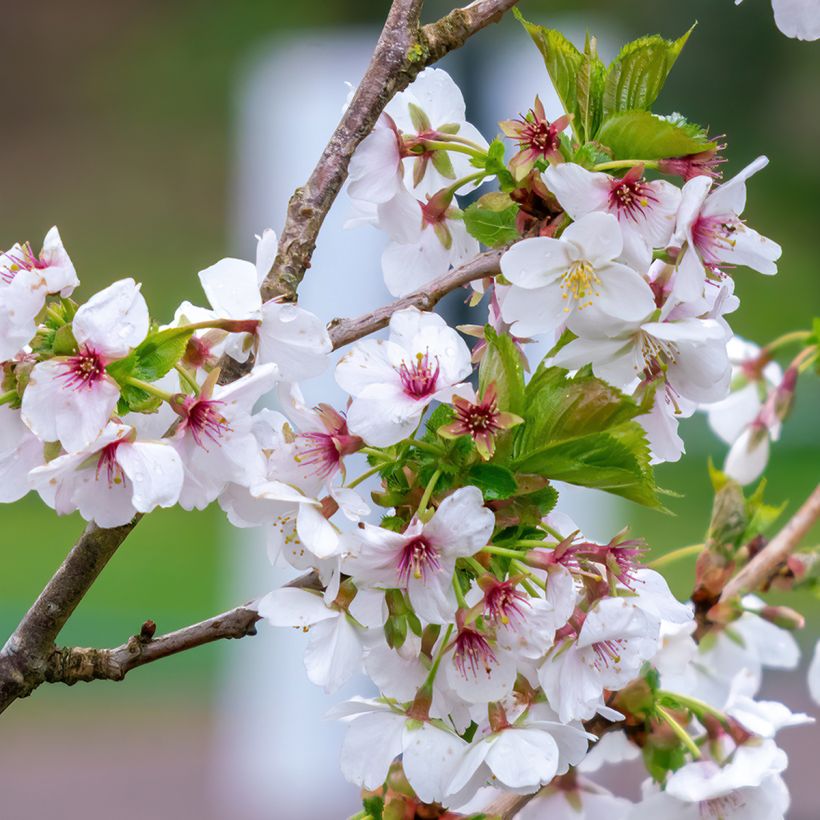 Zierkirsche Umineko - Prunus (Blüte)