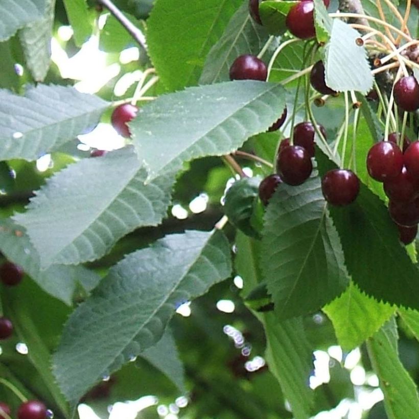 Süßkirsche Moreau - Prunus avium (Laub)