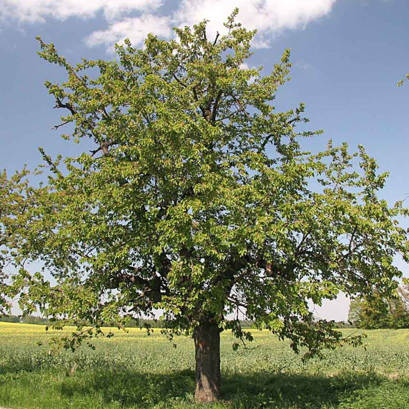 Süßkirsche Moreau - Prunus avium (Hafen)