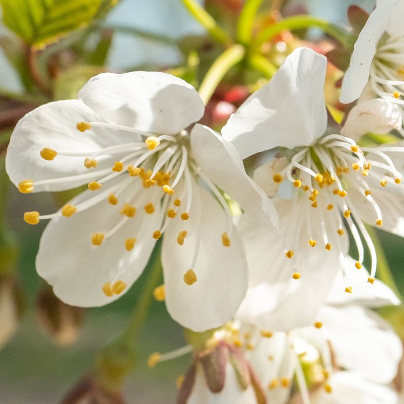 Süßkirsche Schneiders Späte Knorpelkirsche - Prunus avium (Blüte)