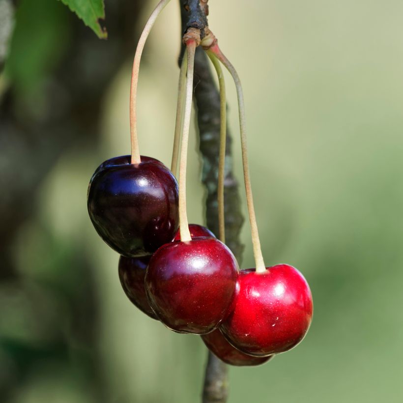 Süßkirsche Schneiders Späte Knorpelkirsche - Prunus avium (Ernte)