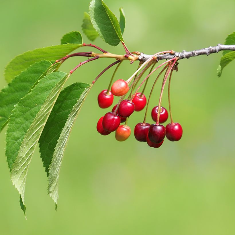 Süßkirsche Staccato - Prunus avium (Ernte)