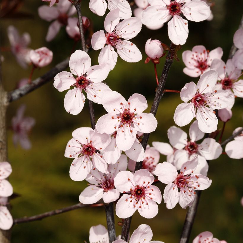 Kirsch-Pflaume Hollywood - Prunus cerasifera (Blüte)