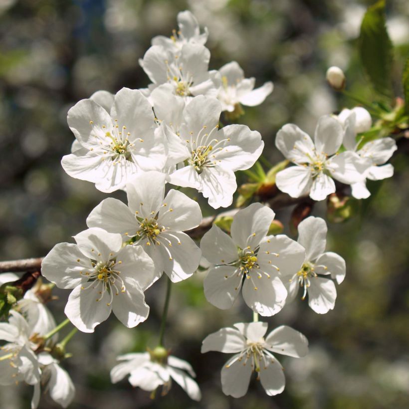 Sauerkirsche Anglaise Hâtive - Prunus cerasus (Blüte)