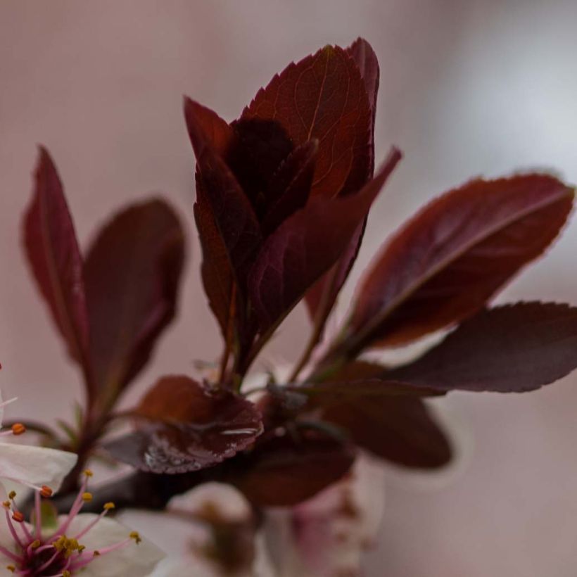 Zwerg-Blutpflaume - Prunus cistena (Laub)