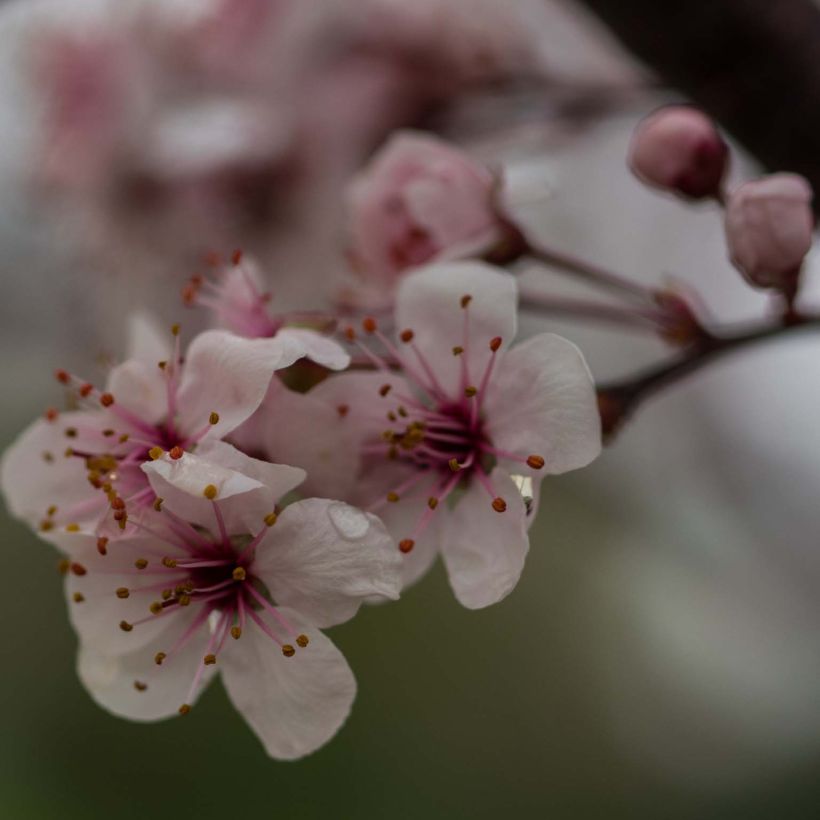 Zwerg-Blutpflaume - Prunus cistena (Blüte)