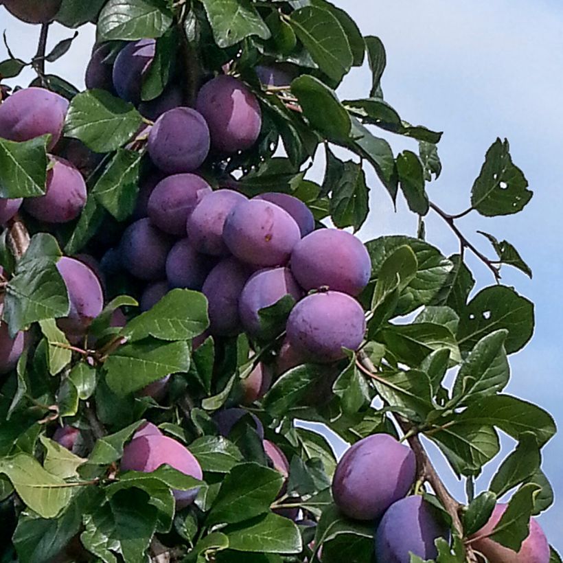 Pflaume zwetschge Quetsche toronto - Prunus domestica (Ernte)