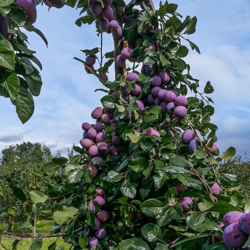 Pflaume zwetschge Quetsche toronto - Prunus domestica (Hafen)