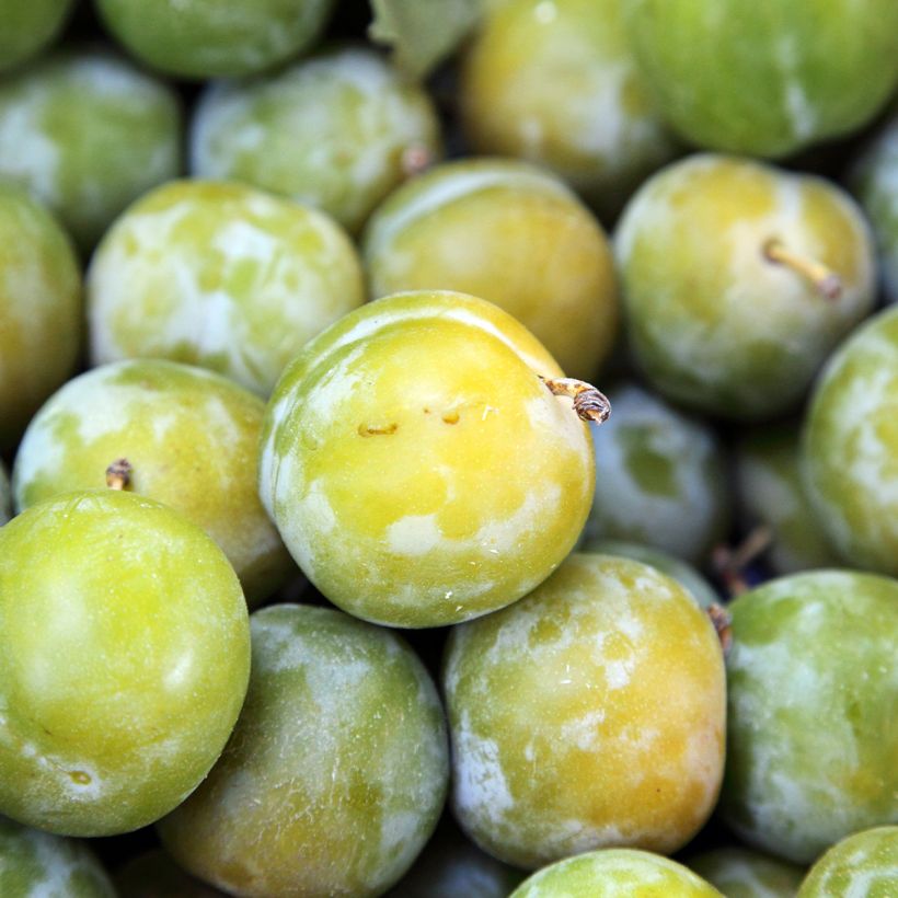 Pflaume Moissac Reneklode - Prunus domestica (Ernte)