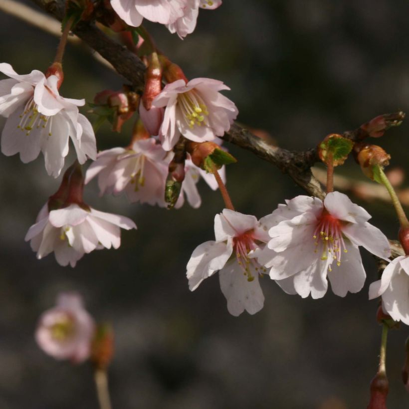 Fuji-Kirsche Mikinori - Prunus incisa (Blüte)