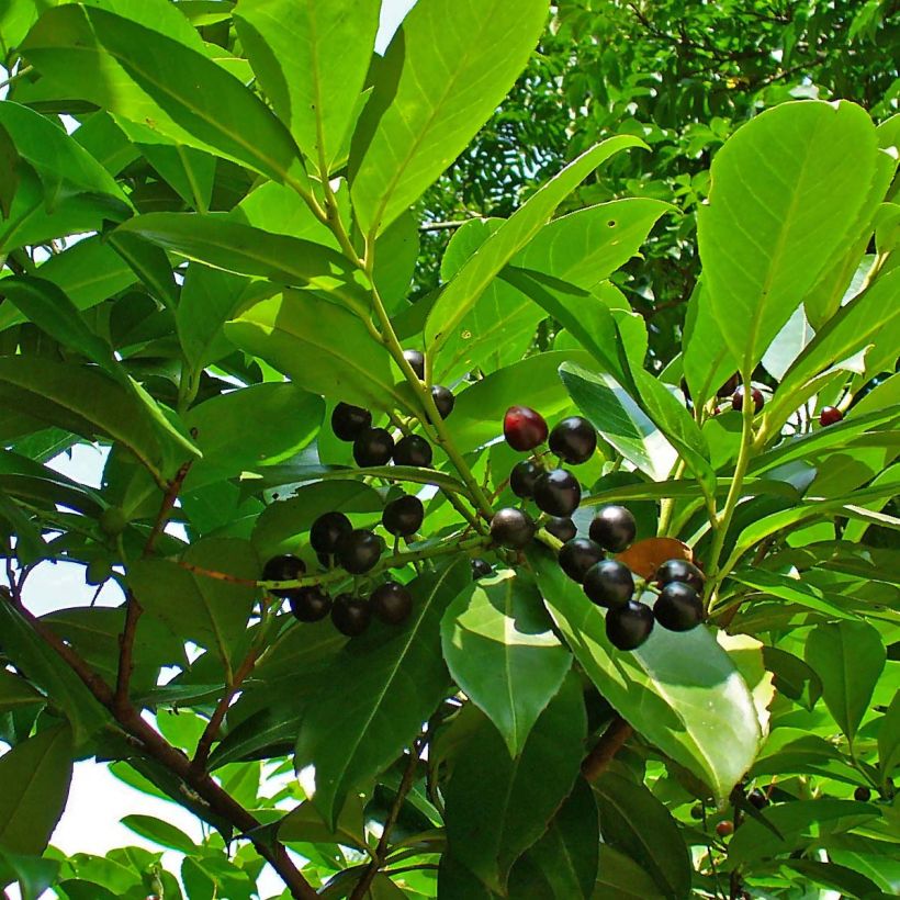 Kirschlorbeer Etna - Prunus laurocerasus (Laub)