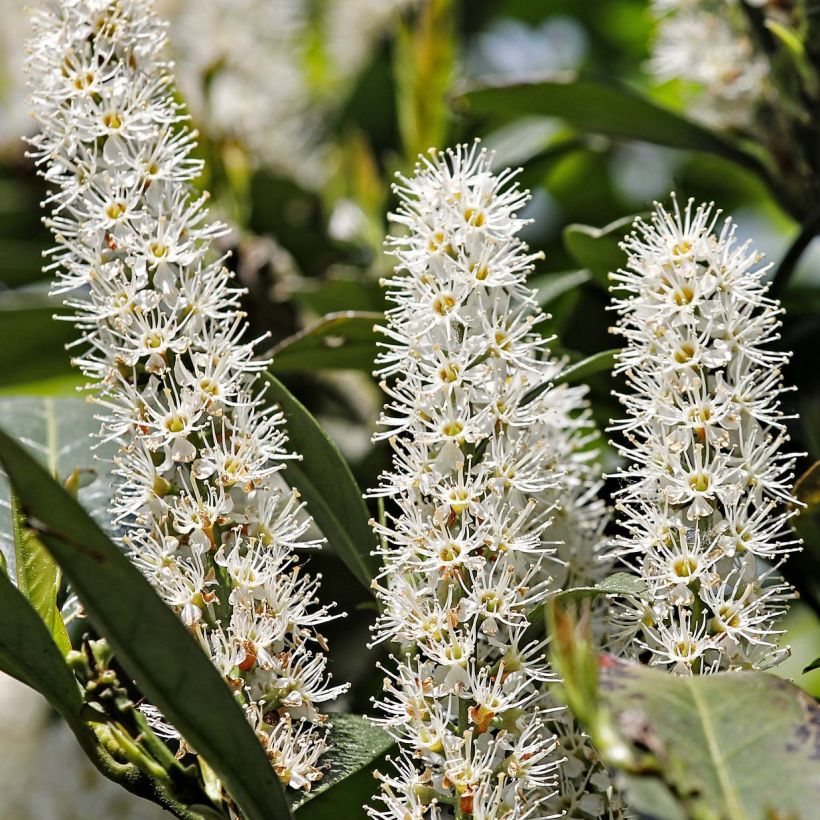 Kirschlorbeer Etna - Prunus laurocerasus (Blüte)