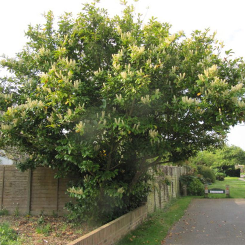 Kirschlorbeer Caucasica - Prunus laurocerasus (Hafen)