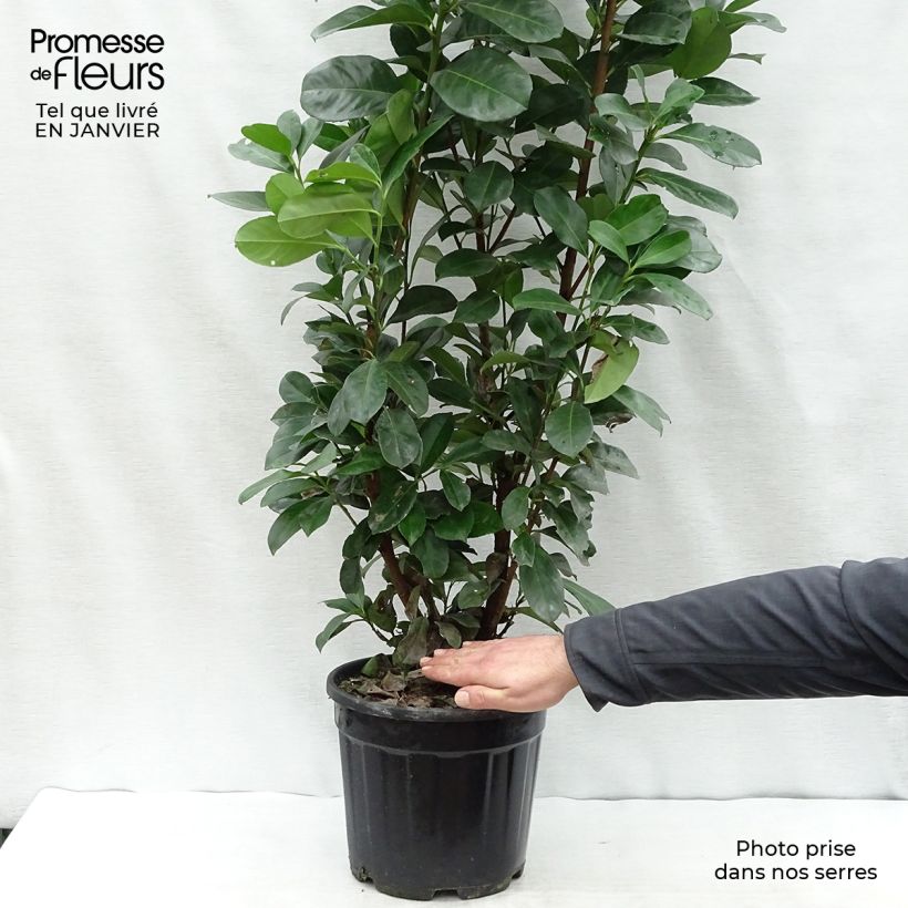 Exemplar von Laurier cerise - Prunus laurocerasus Etna 60/80cm en pot de 10L wie im Winter geliefert