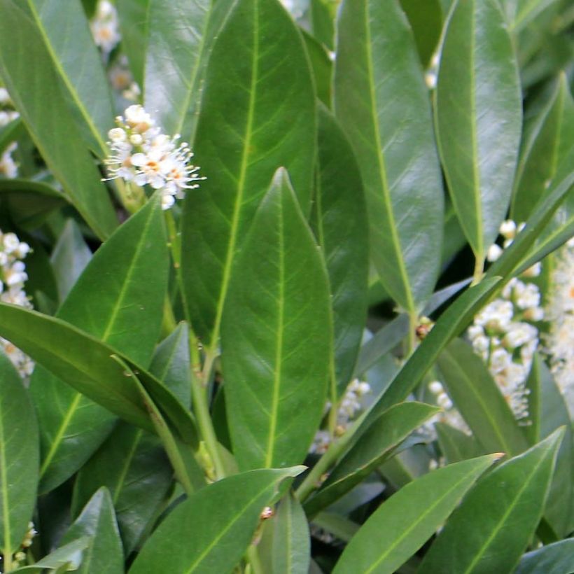 Kirschlorbeer Fontanettes - Prunus laurocerasus (Laub)