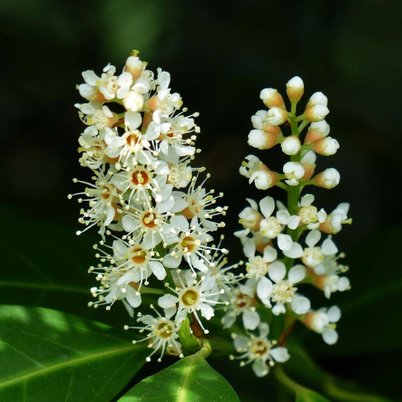 Kirschlorbeer Fontanettes - Prunus laurocerasus (Blüte)