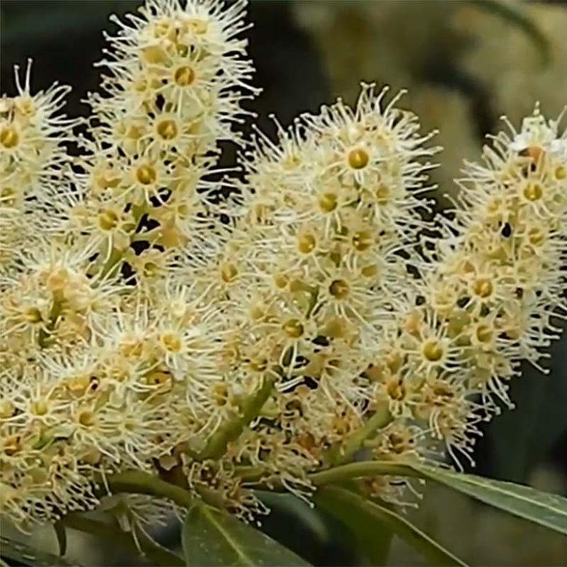 Kirschlorbeer Herbergii - Prunus laurocerasus (Blüte)