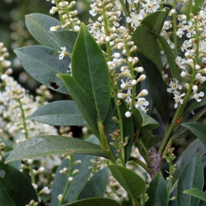 Kirschlorbeer Mano - Prunus laurocerasus (Laub)