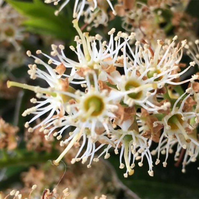 Kirschlorbeer Mount Vernon - Prunus laurocerasus (Blüte)