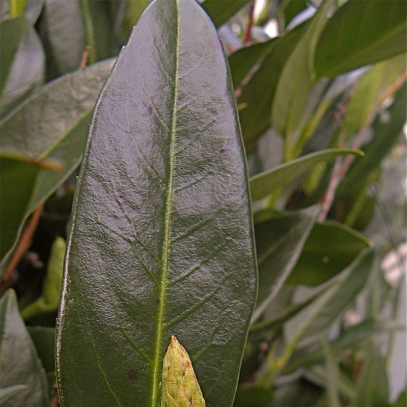 Kirschlorbeer Otto Luyken - Prunus laurocerasus (Laub)