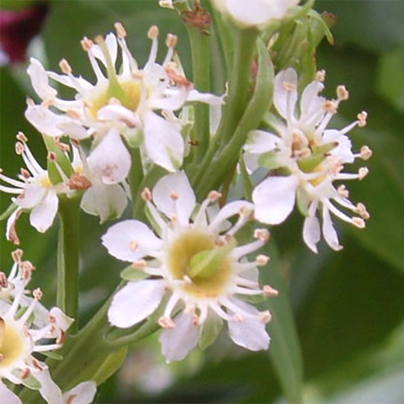 Kirschlorbeer Otto Luyken - Prunus laurocerasus (Blüte)