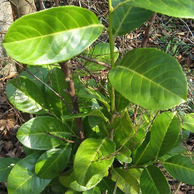 Kirschlorbeer Rotundifolia - Prunus laurocerasus (Laub)