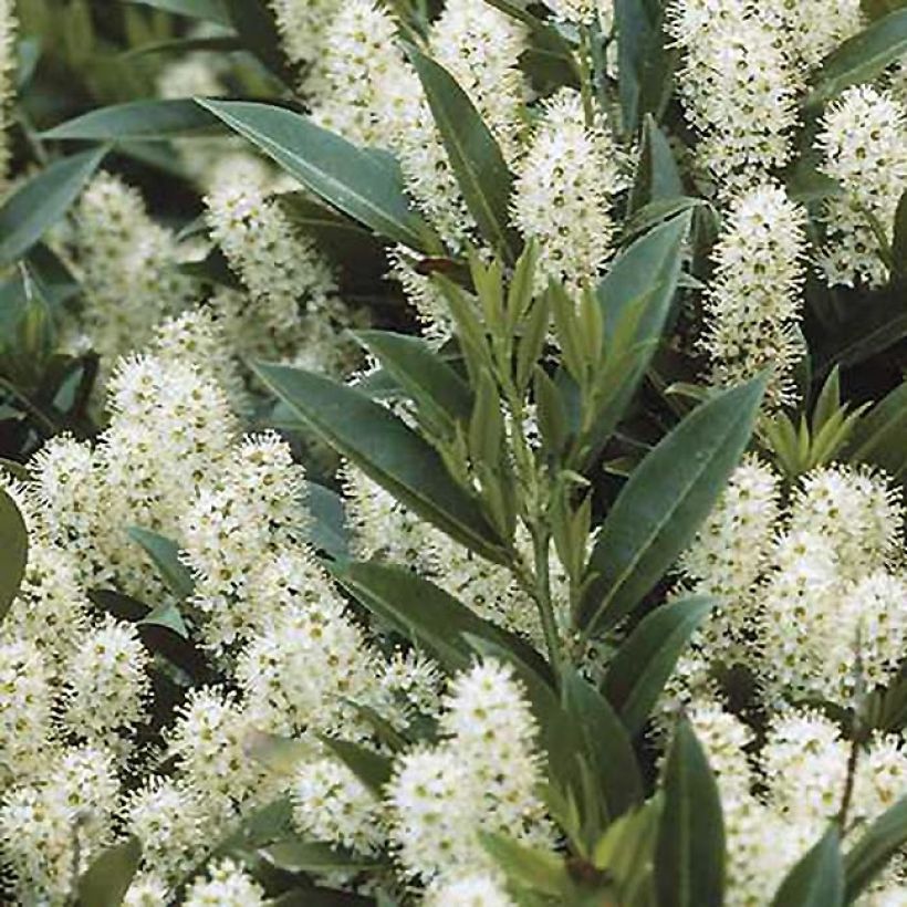 Kirschlorbeer Zabeliana - Prunus laurocerasus (Laub)