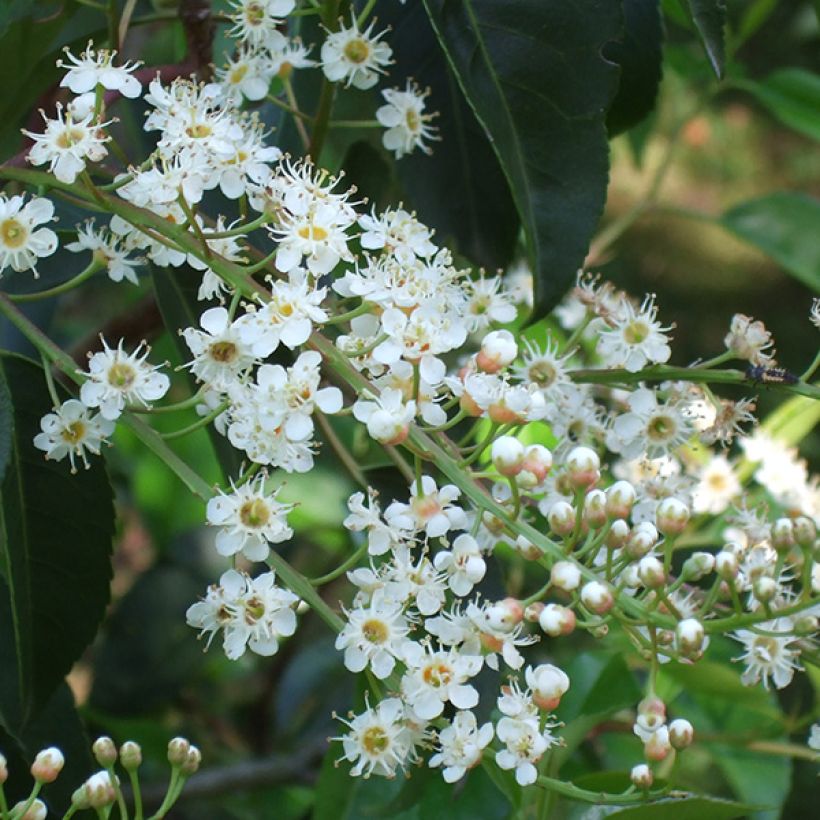 Portugiesische Lorbeerkirsche - Prunus lusitanica (Blüte)