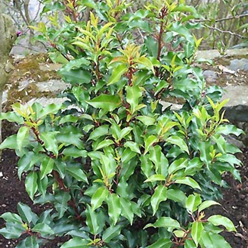 Portugiesische Lorbeerkirsche Brenelia - Prunus lusitanica (Hafen)