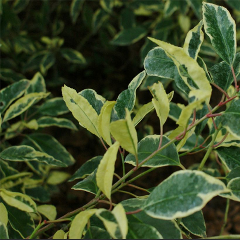 Portugiesische Lorbeerkirsche Variegata - Prunus lusitanica (Laub)