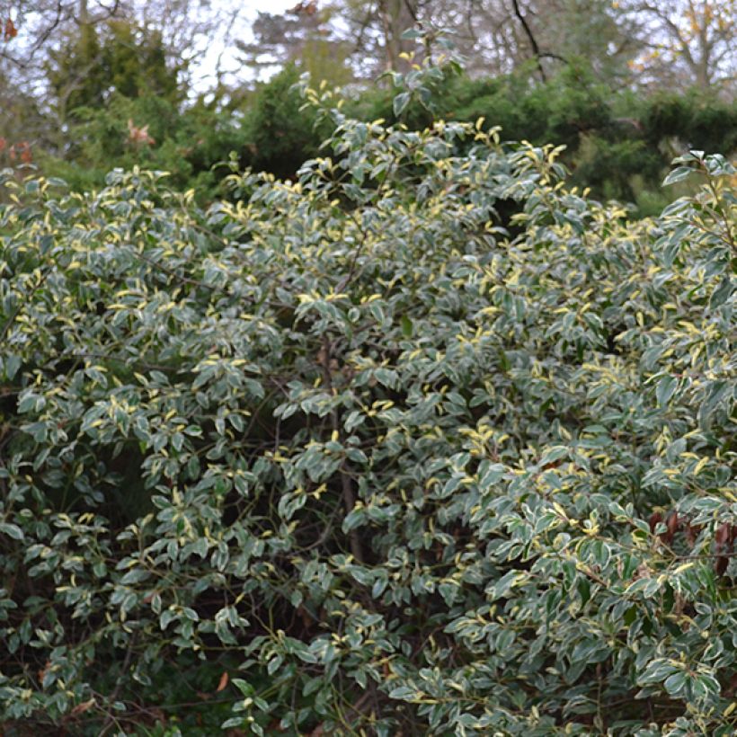 Portugiesische Lorbeerkirsche Variegata - Prunus lusitanica (Hafen)