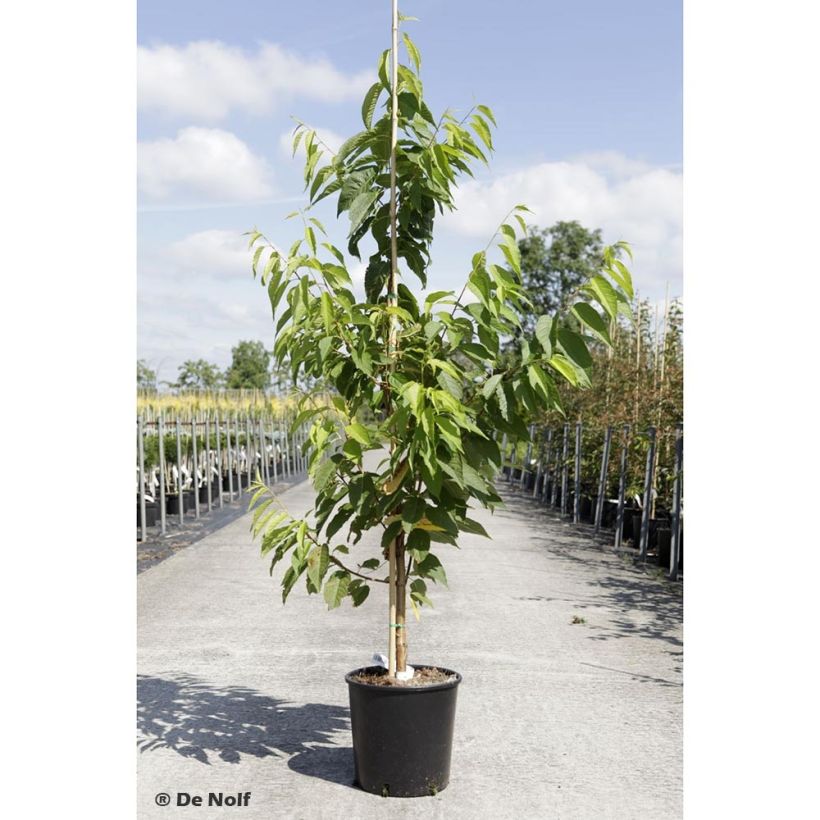 Mandschurische Kirsche Amber Beauty - Prunus maackii (Hafen)