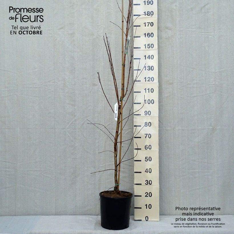 Exemplar von Prunus maackii Amber Beauty - Cerisier de Mandchourie Pot de 12L wie im Herbst geliefert