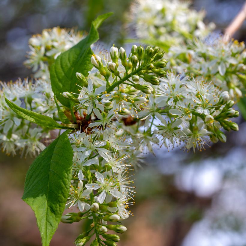 Mandschurische Kirsche Amber Beauty - Prunus maackii (Blüte)