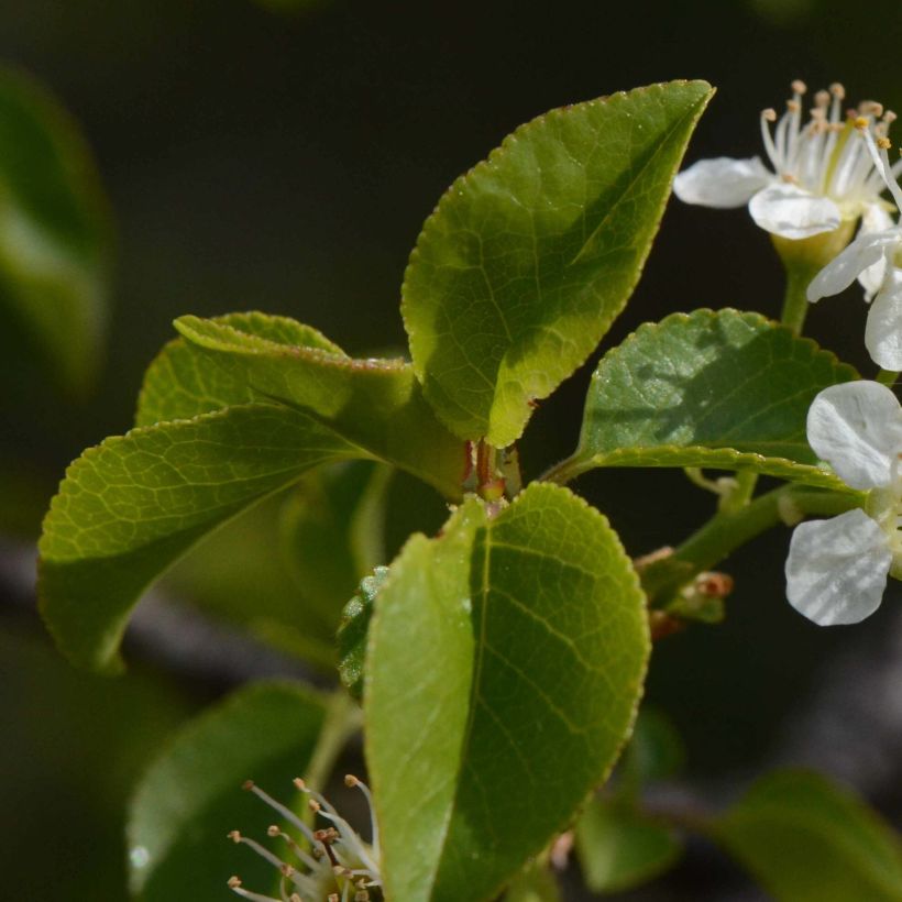 Steinweichsel - Prunus mahaleb (Laub)