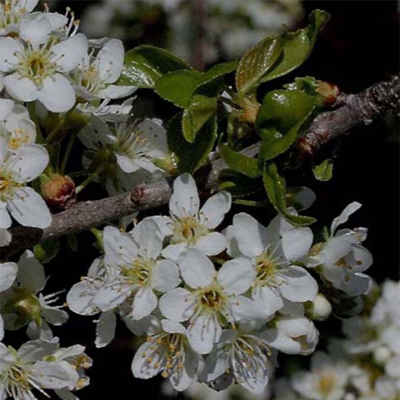 Steinweichsel - Prunus mahaleb (Blüte)