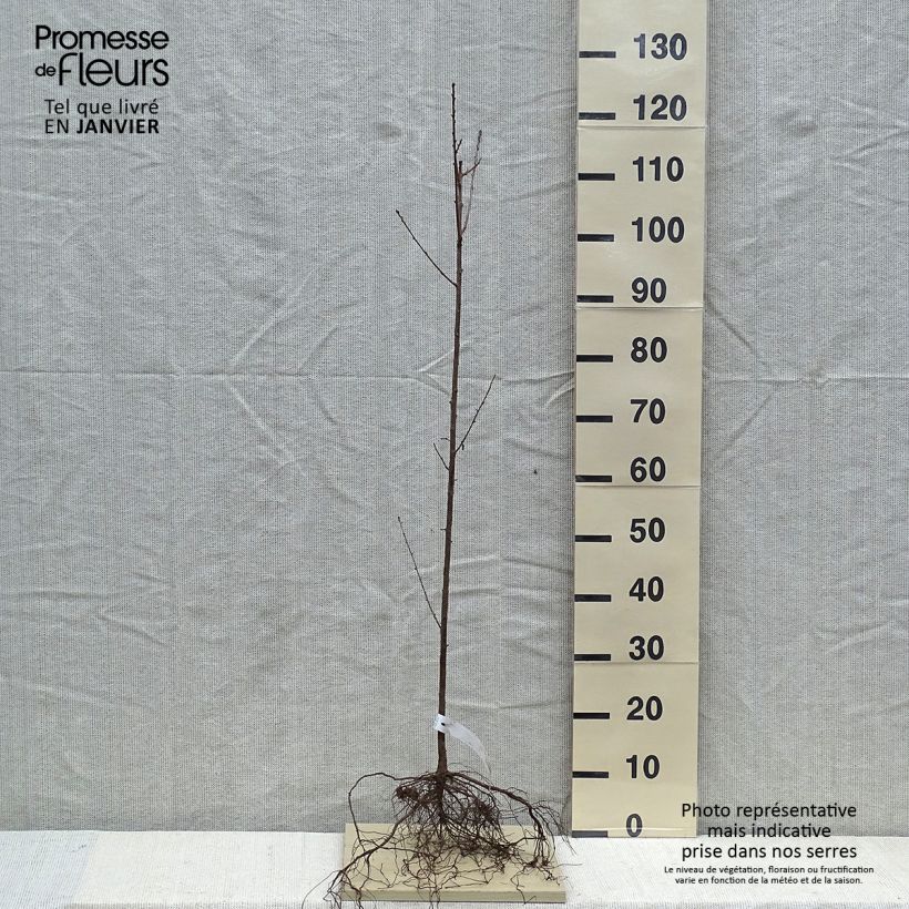 Exemplar von Steinweichsel - Prunus mahaleb wie im Winter geliefert