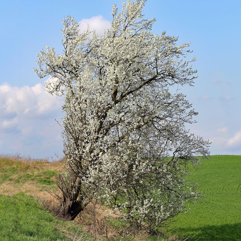 Steinweichsel - Prunus mahaleb (Hafen)