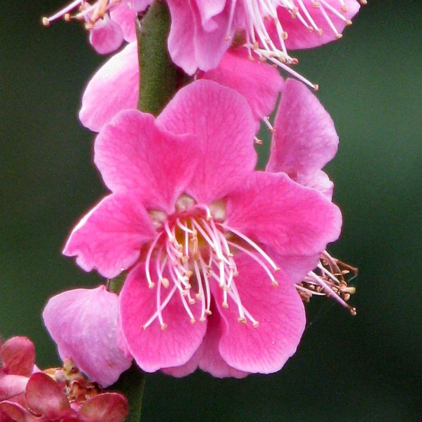 Japanische Aprikose Beni Chidori - Prunus mume (Blüte)