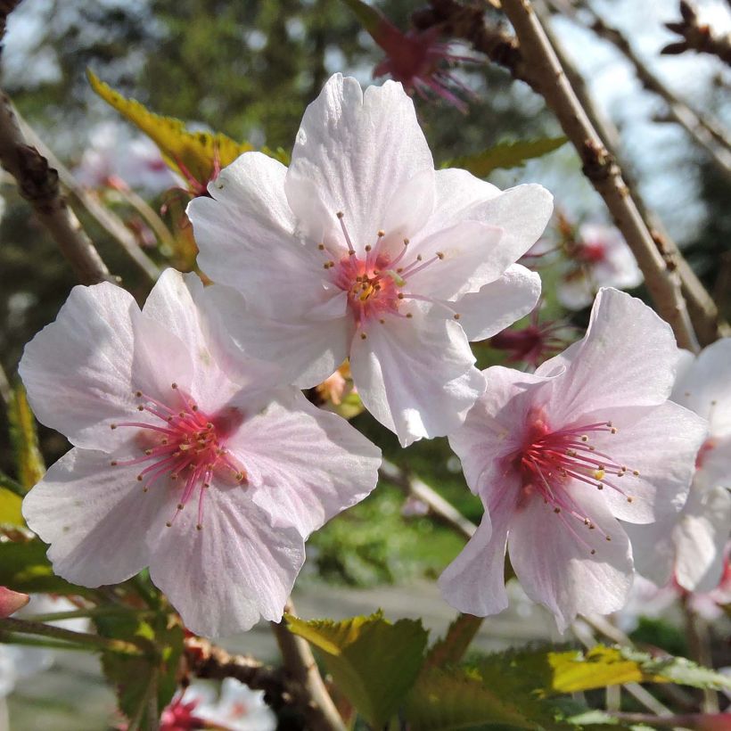 Kurilen-Kirsche Brillant - Prunus nipponica var. kurilensis (Blüte)