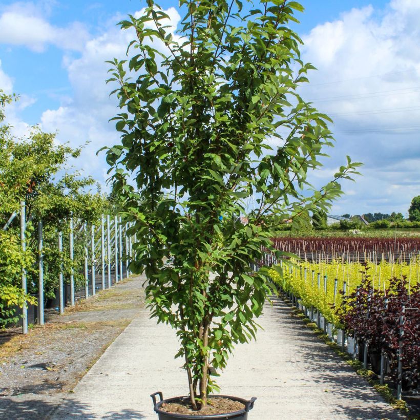 Exemplar von Gewöhnliche Trauben-Kirsche - Prunus padus Topf mit 80L/90LGelieferte Höhe ca. 300/350cm wie im Frühjahr geliefert