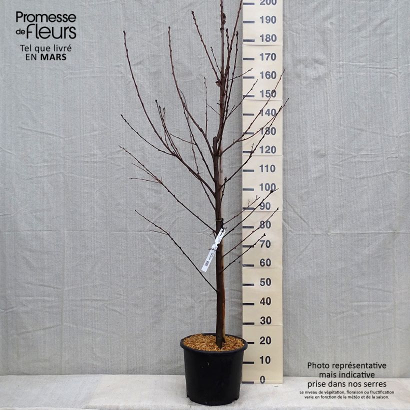 Exemplar von Prunus padus Le Thoureil - Cerisier à grappes  Pot de 12L/15L wie im Winter geliefert