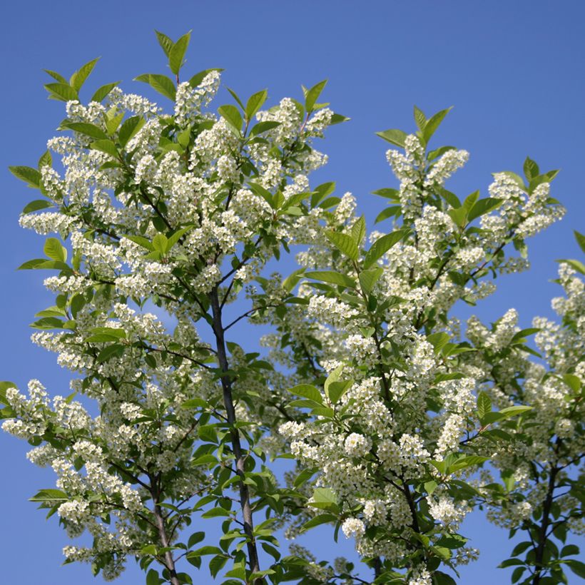 Gewöhnliche Trauben-Kirsche Nana - Prunus padus  (Blüte)