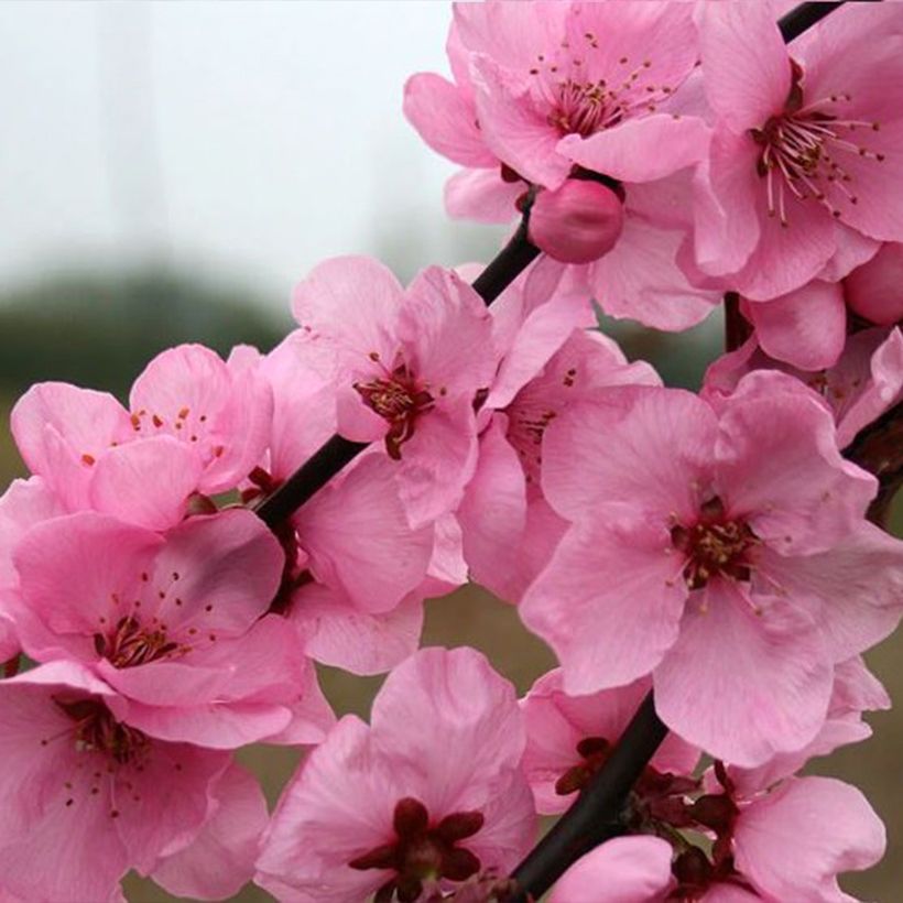 Zierpfirsich Spring Glow - Prunus persica (Blüte)